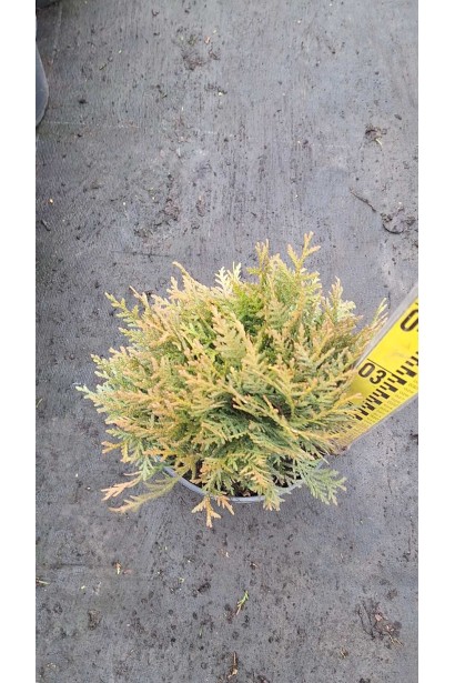 Туя західна Даніка - 5л/вис.25-30см/Ø20-25см